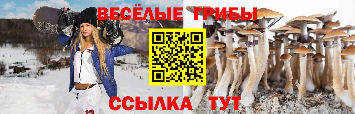 Псилоцибиновые грибы Psilocybine cubensis Пушкино